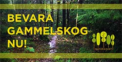 Bevara gammelskogen